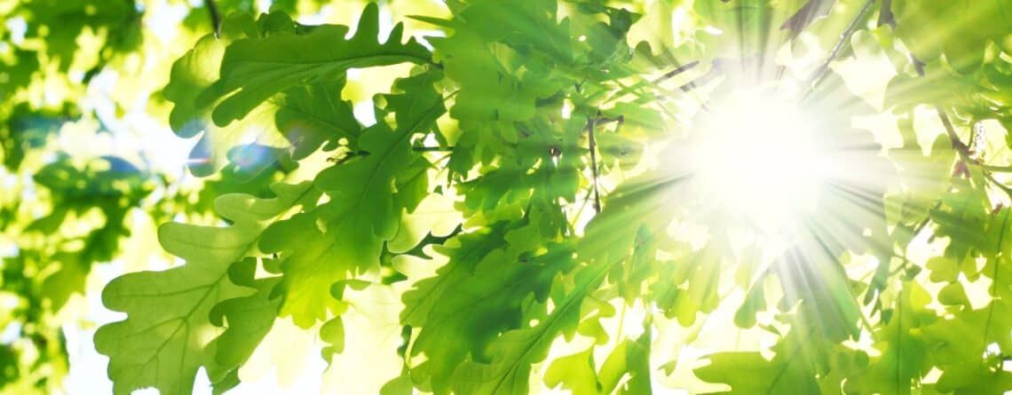 hvordan virker intuitiv ledelse